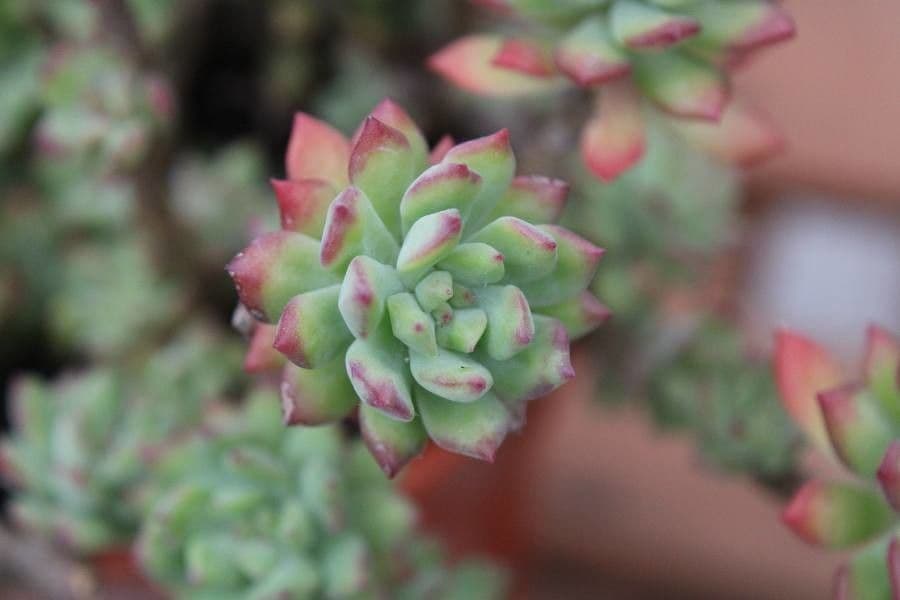 Echeveria 19