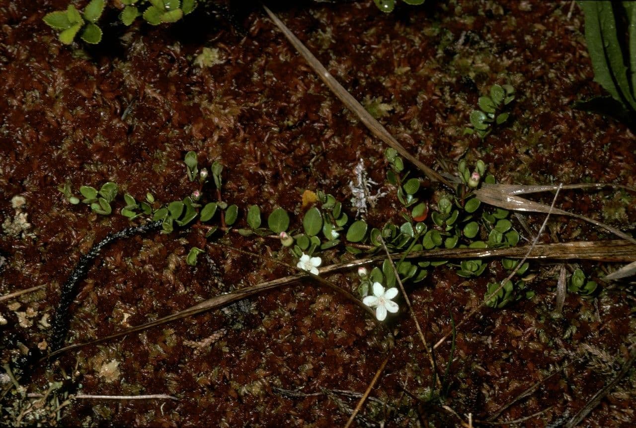 Myrteola nummularia 5