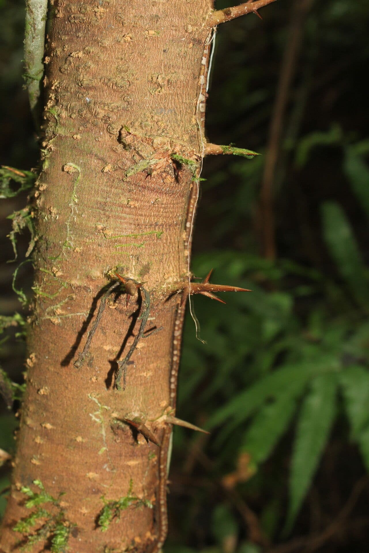 Xylosma 9