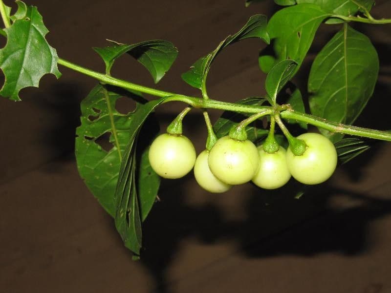 Solano a frutti bianchi 2