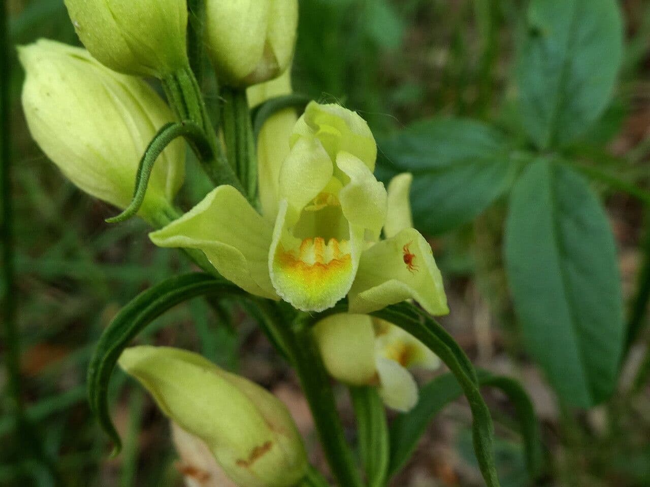 Cefalantera pallida 9