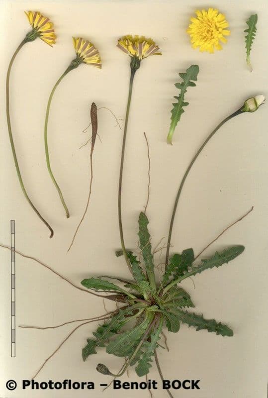 Leontodon tuberoso 27