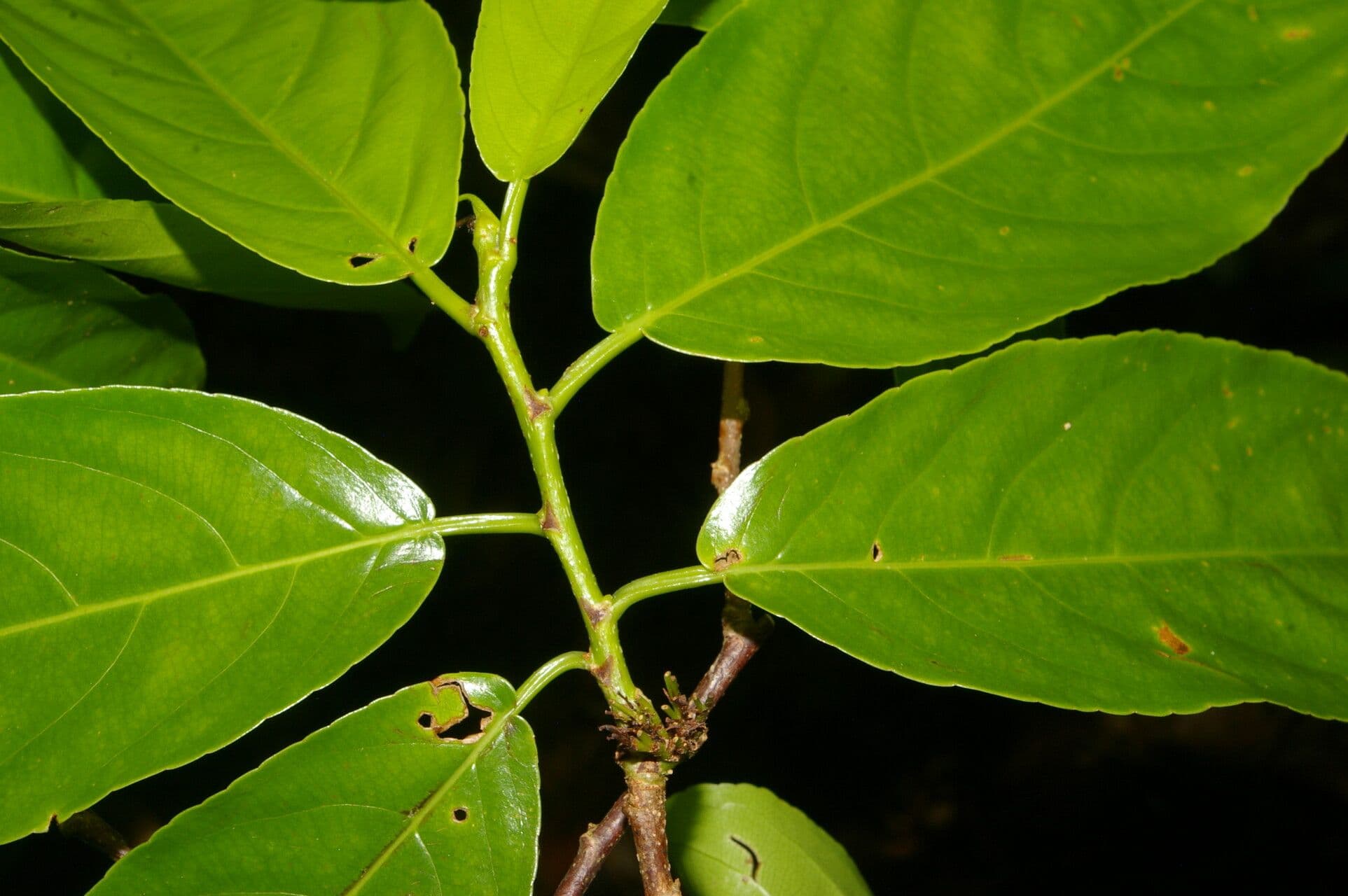 Casearia tremula 13
