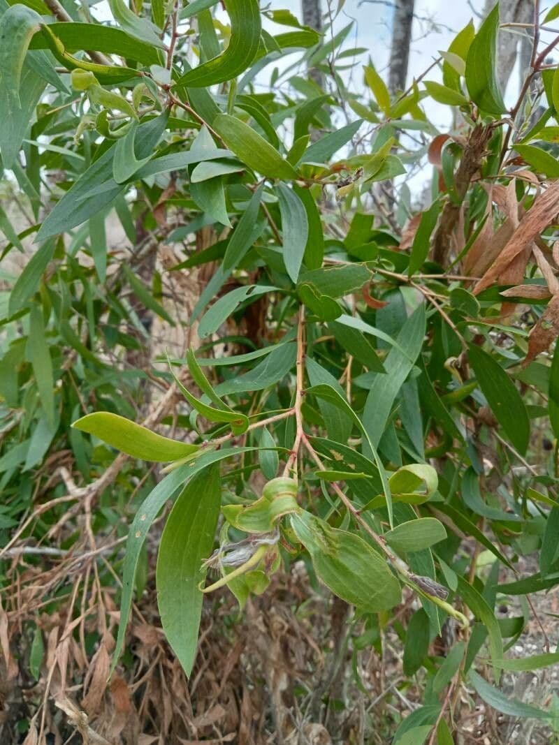 Melaleuca bianca 8