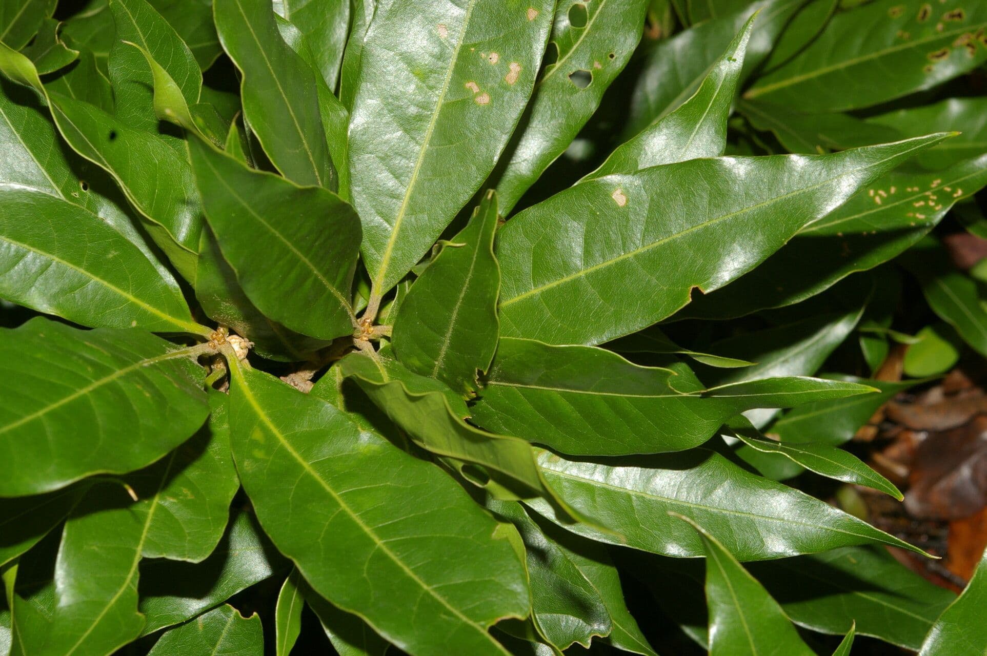Quercia 13