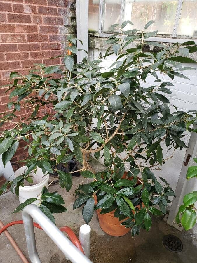 Osmanthus 2