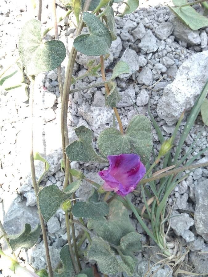 Ipomoea