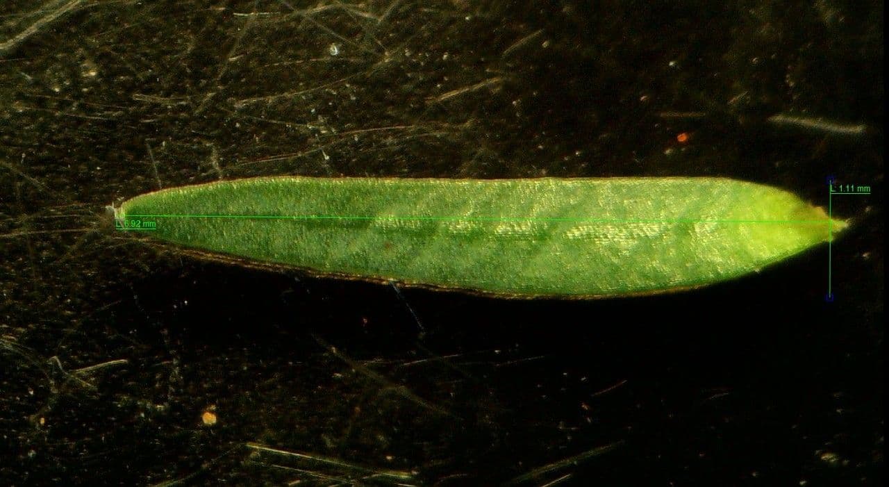 Thymelaea 7