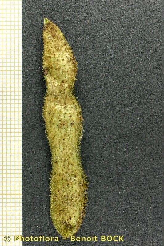 Adenocarpus decorticans 13