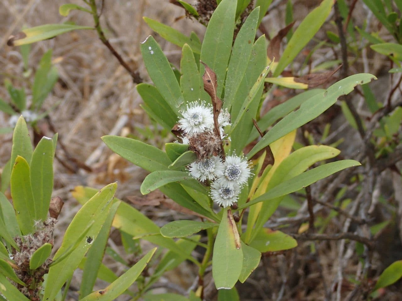 Globularia salicina 7
