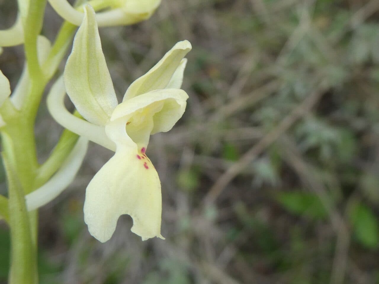 Orchide provinciale 5