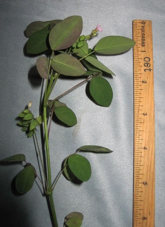Acetosa di Barrelier 24