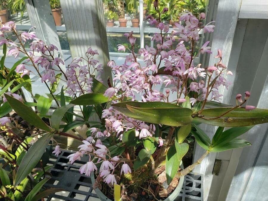 Dendrobium 8