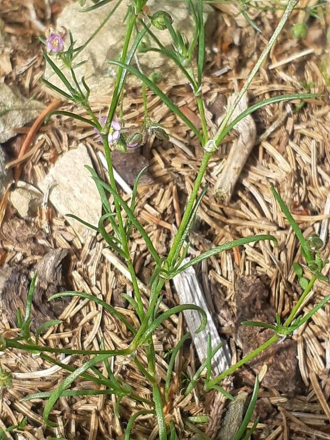 Spergularia comune 18