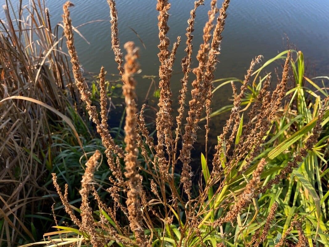 Salcerella 3