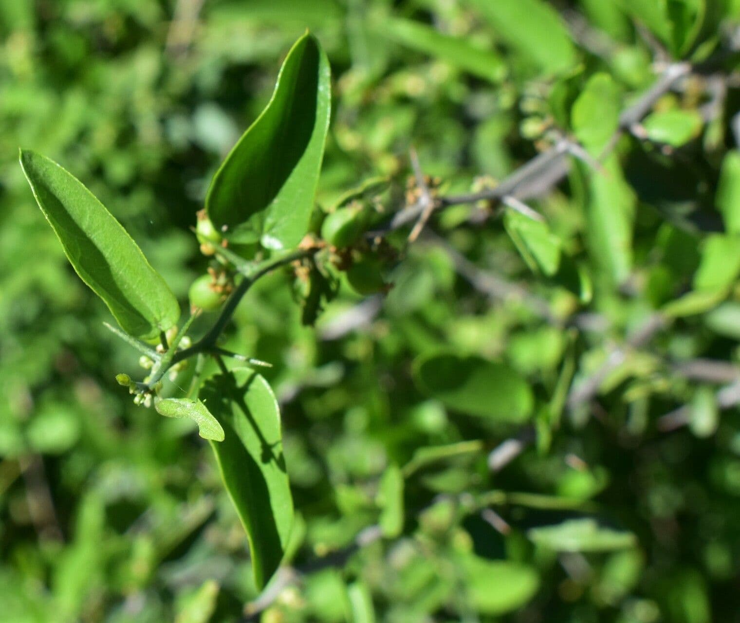 Pachysandra 12
