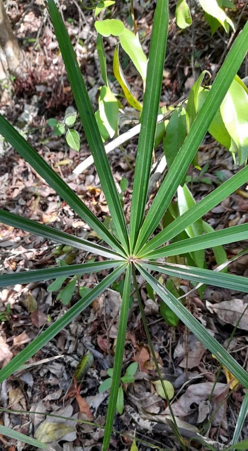 Coccothrinax 2