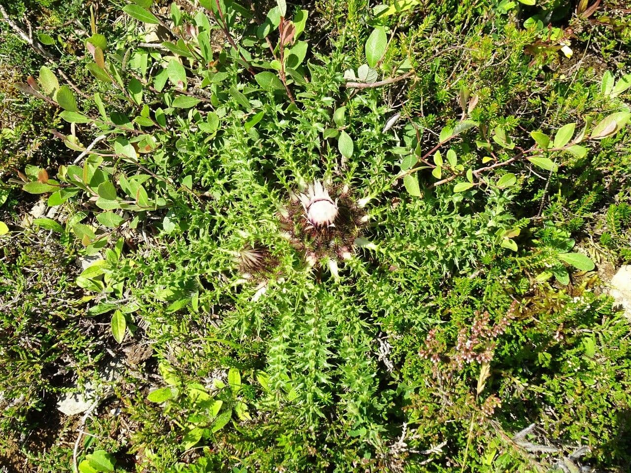 Silberdistel 12
