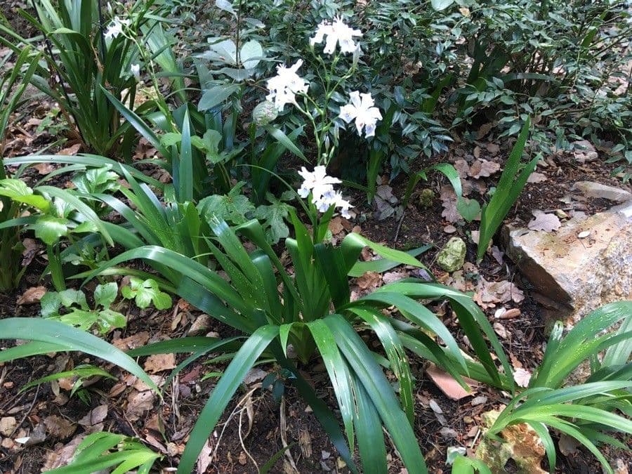 Iris 4
