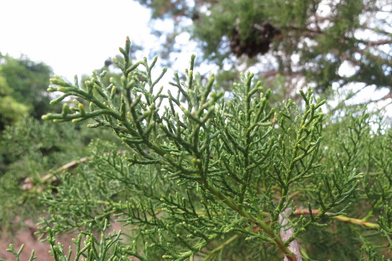 Widdringtonia 6
