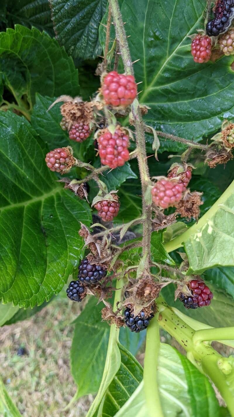Schleichers Brombeere