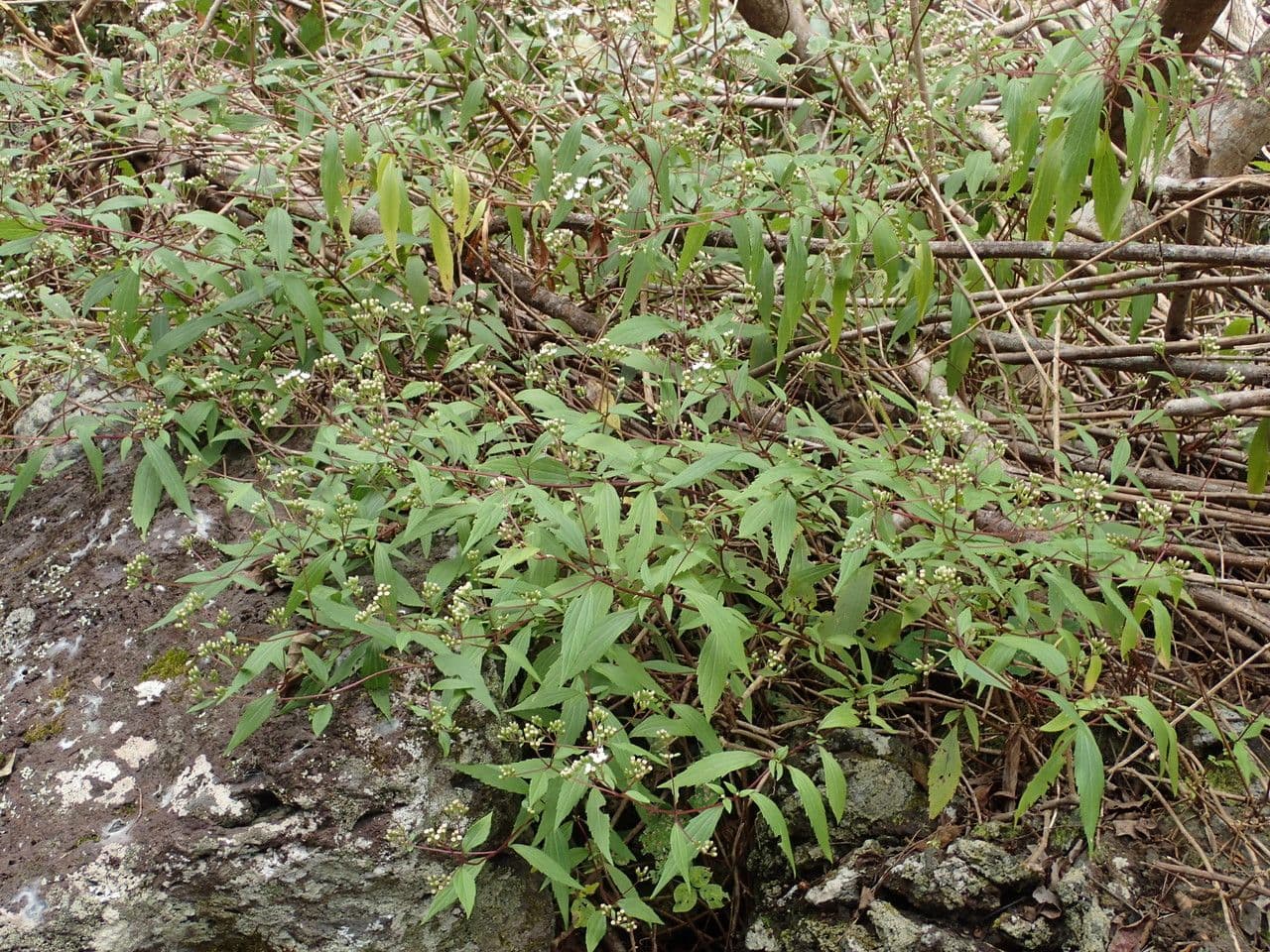 Ufer-Schönaster 14