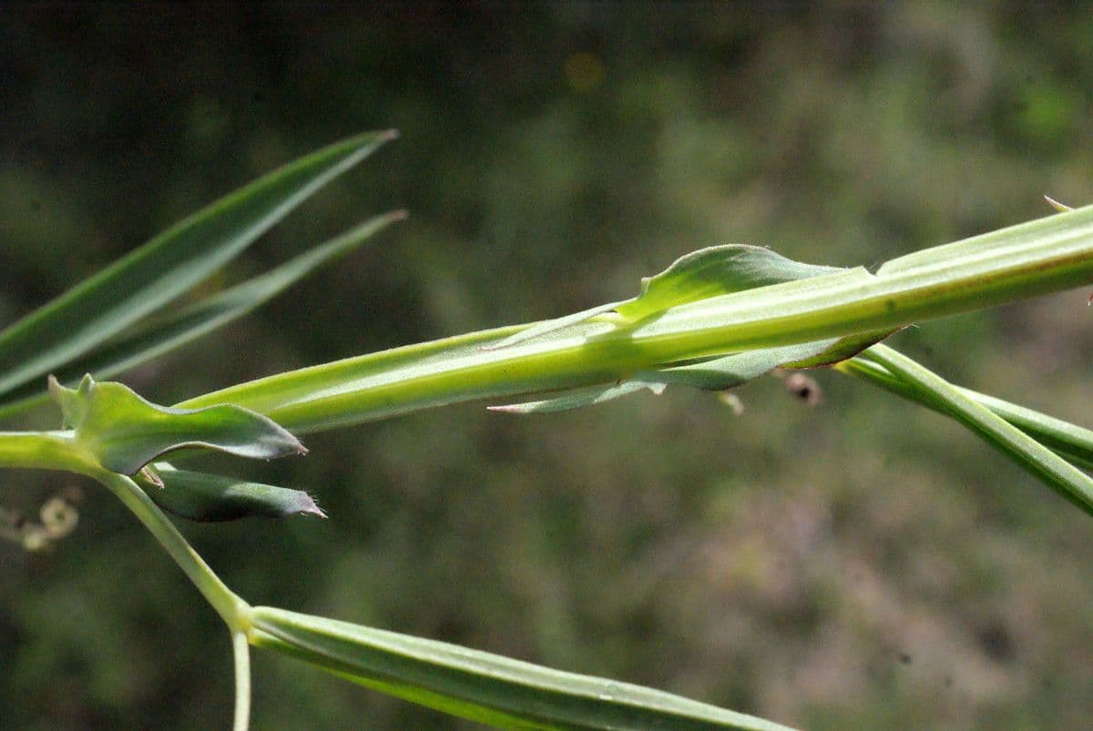 Cicerchia 24