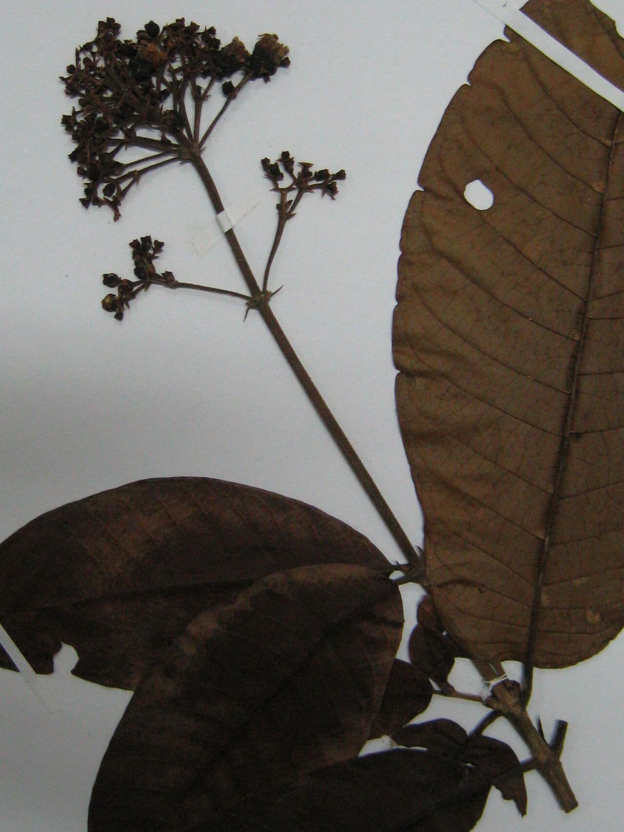 Isertia parviflora 2