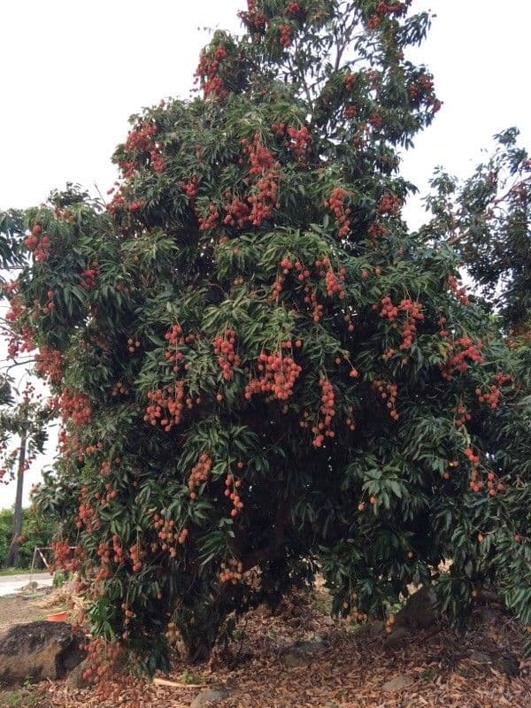 Litchi 15