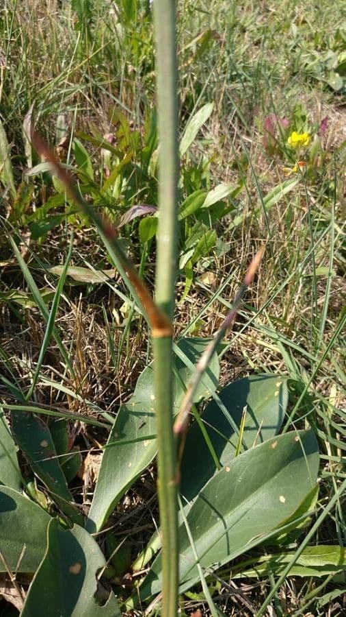 Limonio comune 20