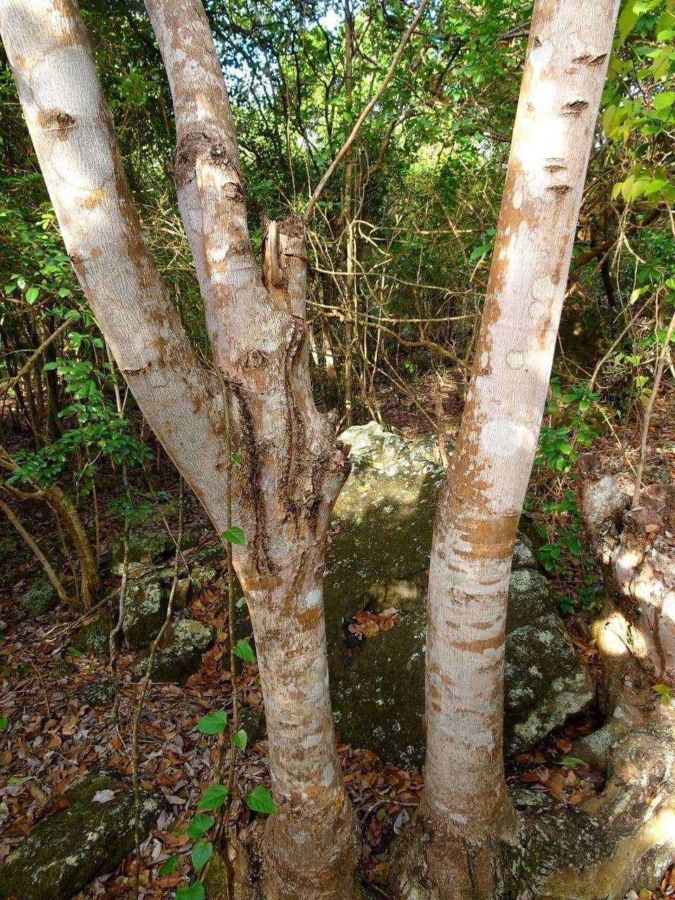 Hymenaea courbaril 18