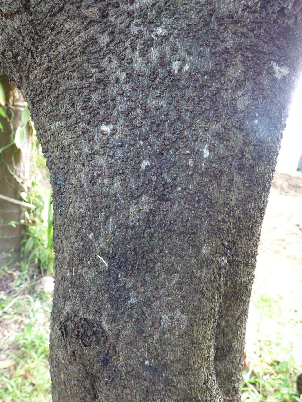 Cachi nero 14