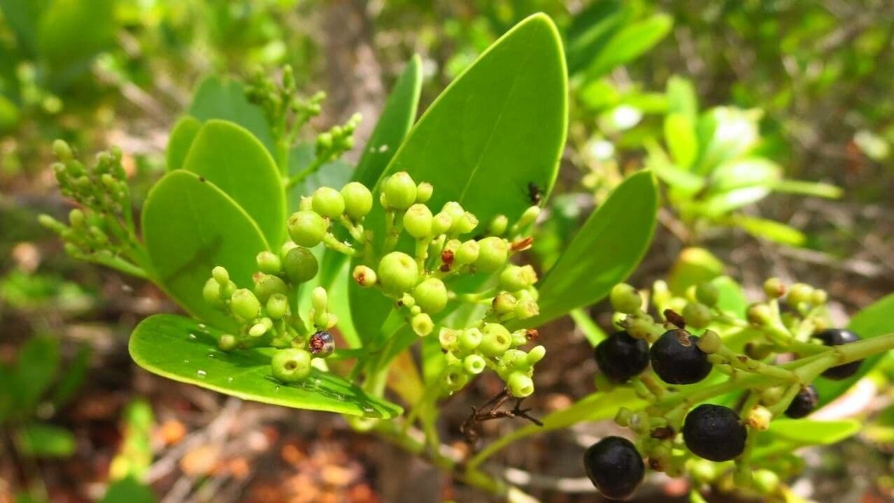 Erithalis fruticosa 5