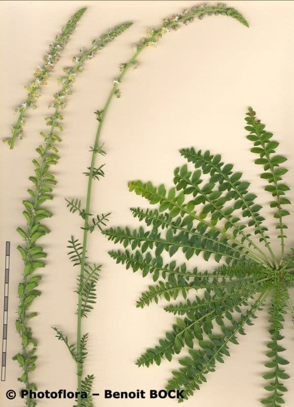 Reseda barrelieri 11
