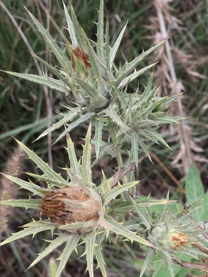 Cardo selvatico 9