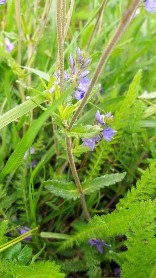 Veronica austriaca 22