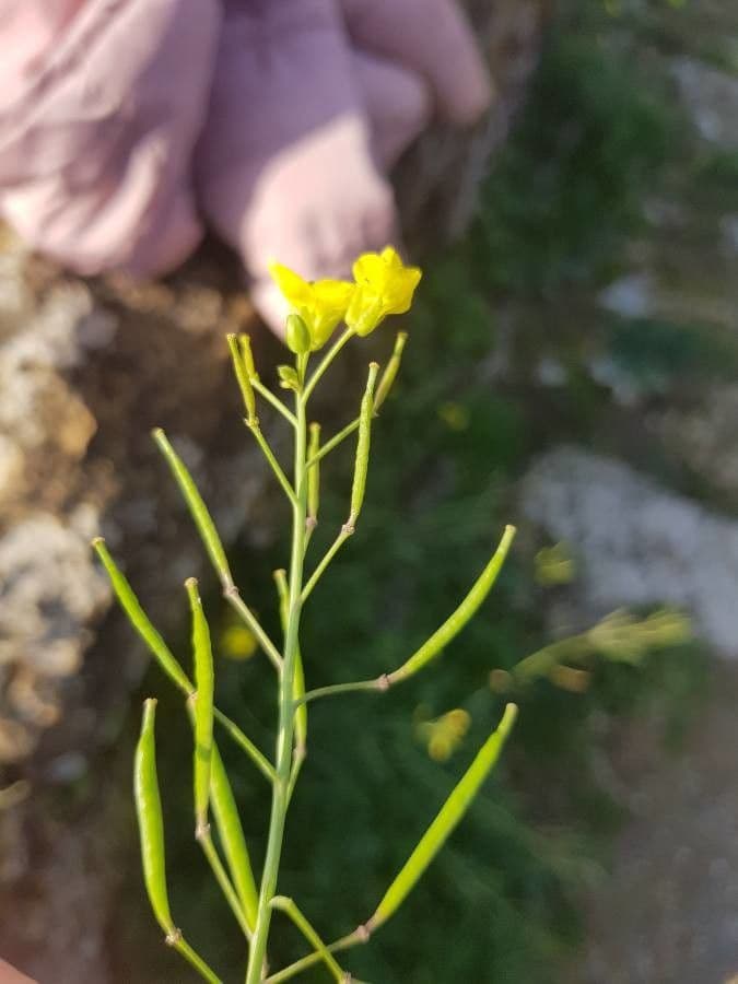 Diplotaxis à feuilles étroites