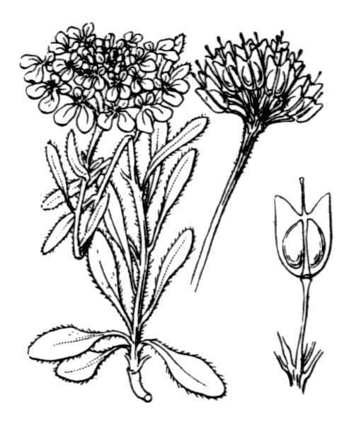 Iberis ciliata 18