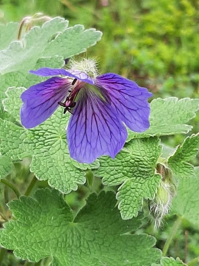Géranium à larges pétales 8