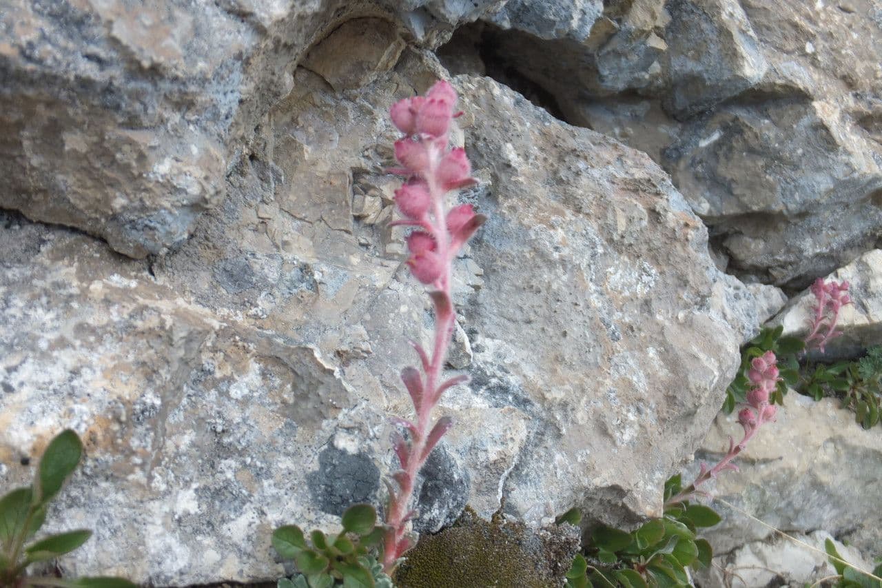 Sassifraga alpina