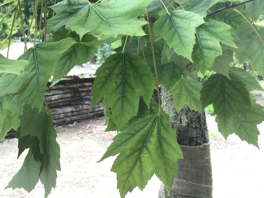 Maple 4