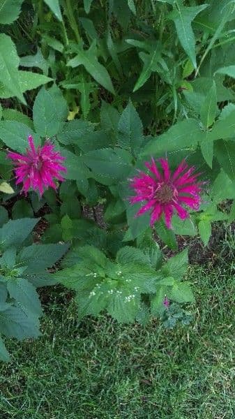 Monarda didyma 9