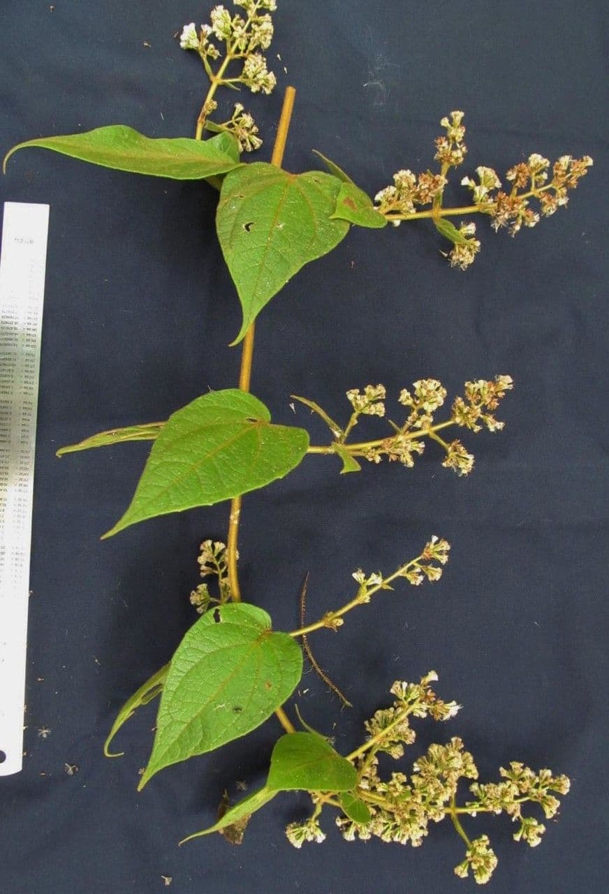 Mikania banisteriae 9
