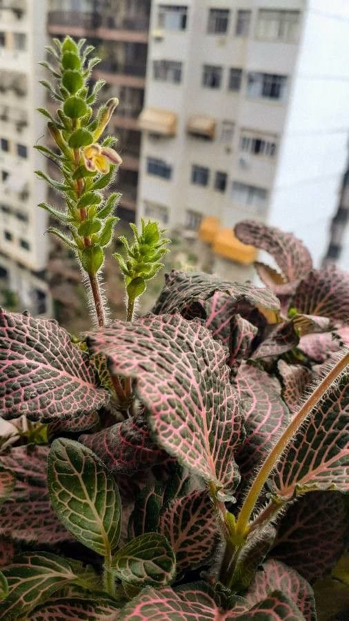 Fittonia 2
