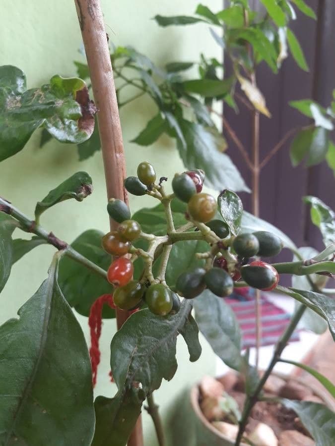 Psychotria nervosa 2