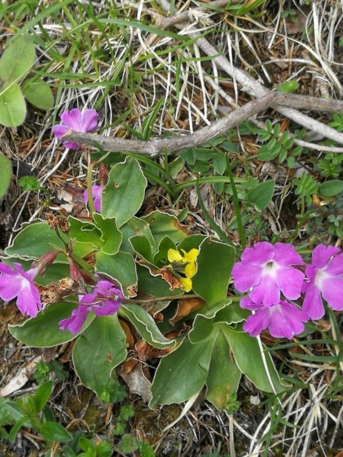 Primula 5