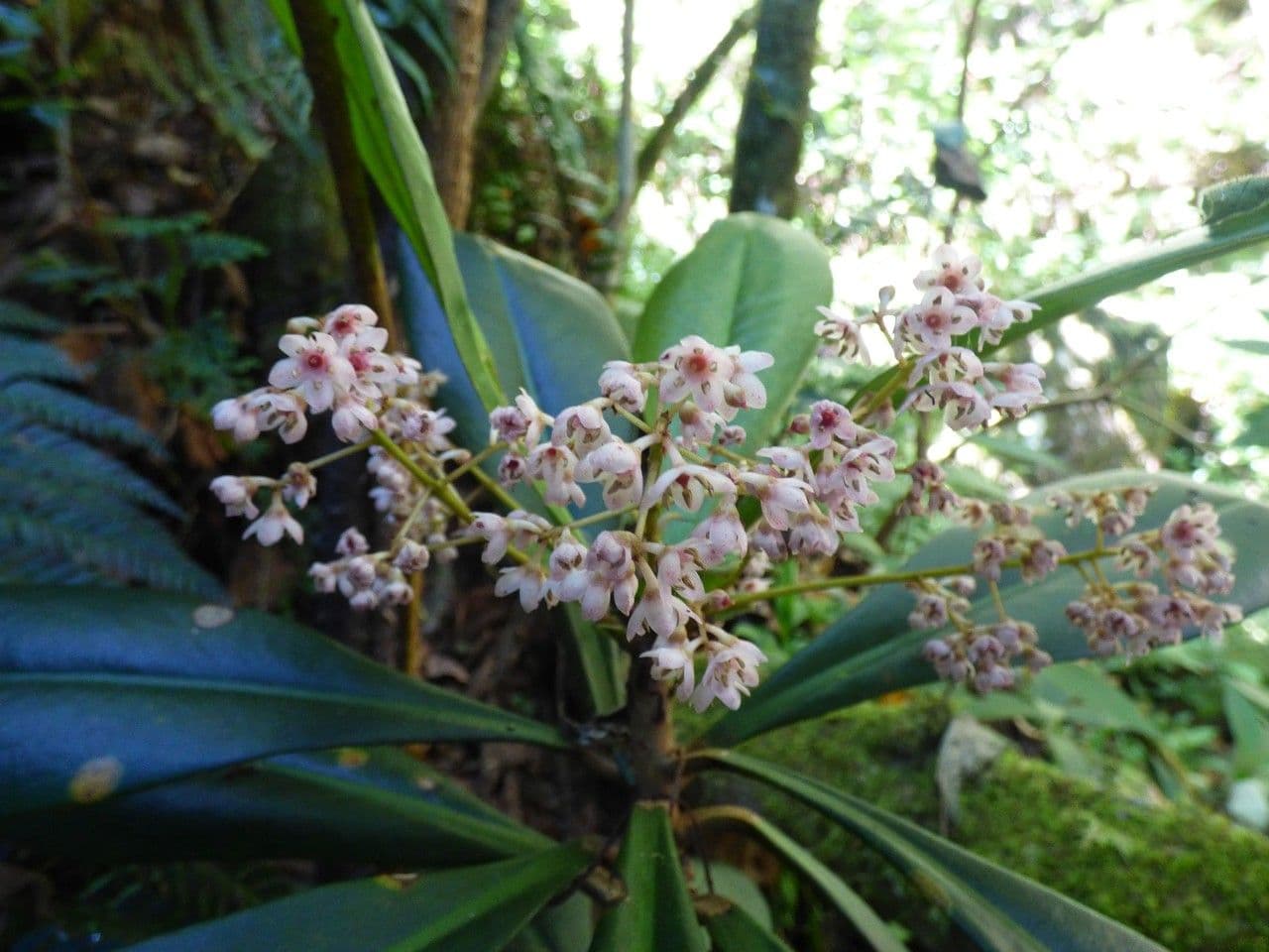 Badula 3