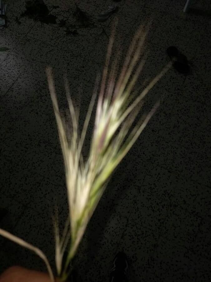 Aristida comune 19