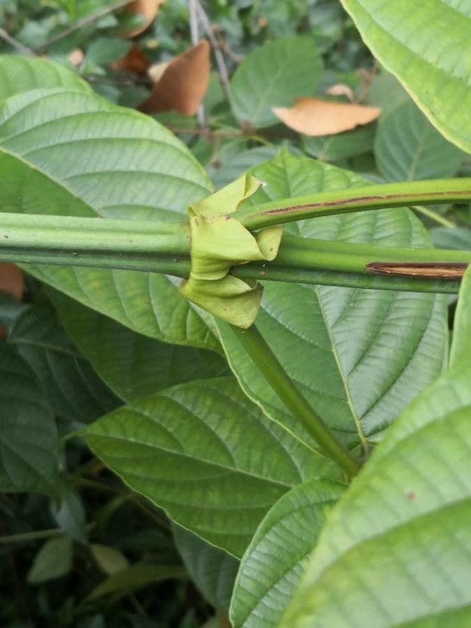 Großblättrige Uncaria 10