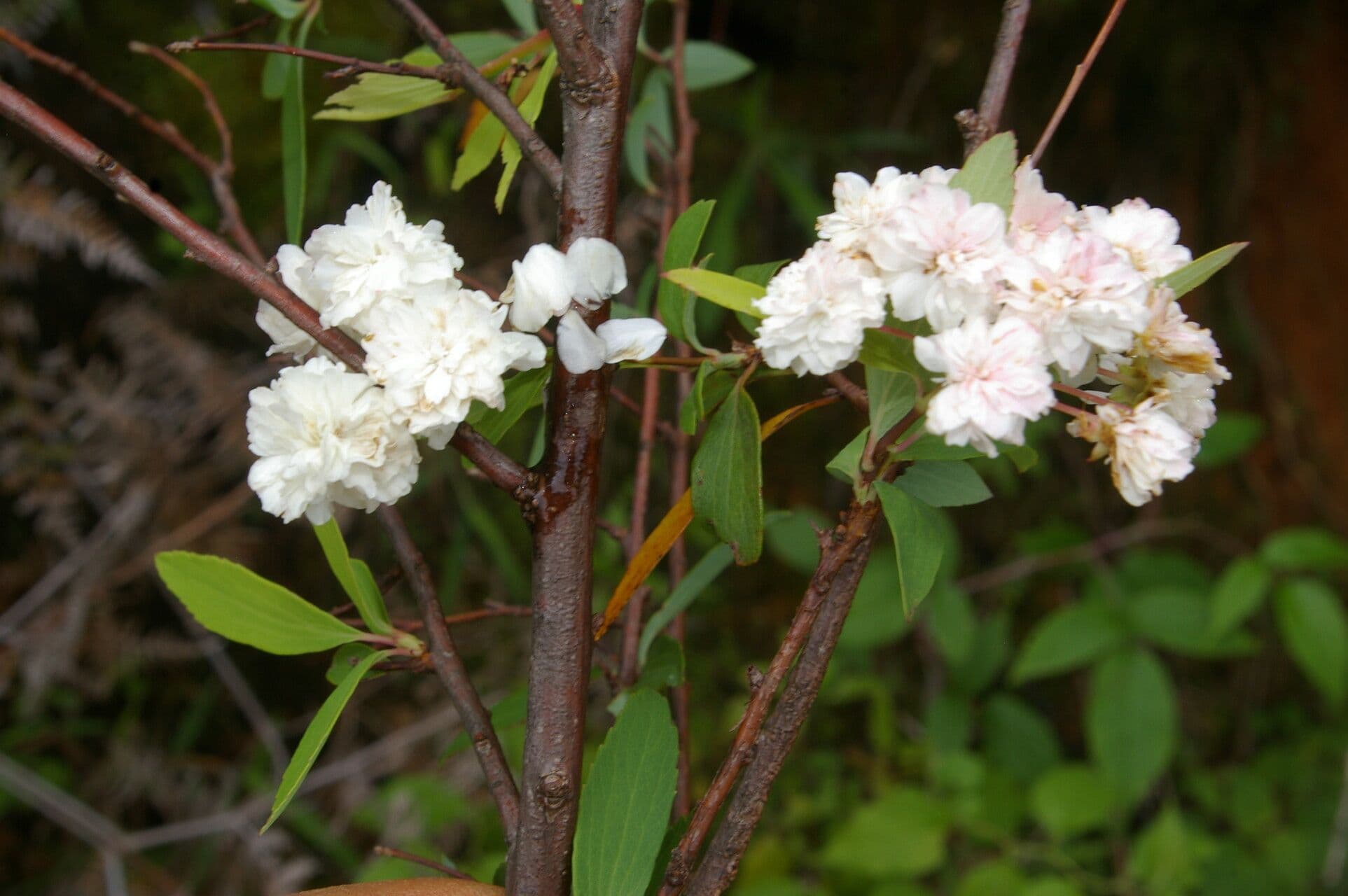 Ceanothus 3
